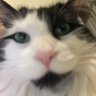 sleeping's profile picture
