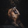 Фото профиля Ron Yona