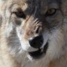 Coyote The Knife's profile picture