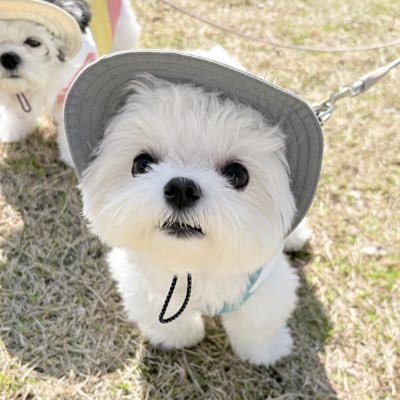 ぼく、ライス's profile picture