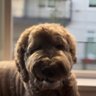 Profilbild von Jacob Doodle