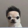 Ron profil fotoğrafı