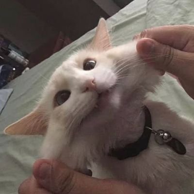 喜之螂's profile picture