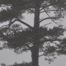 Chromatic Aberration profil fotoğrafı