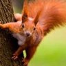 Фото профиля Red Squirrel