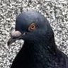 Profilbild von モブ後輩🕊𓂃𓈒𓏸︎︎︎︎
