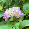 Фото профиля ふじわらももえ
