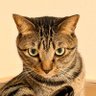 Shizuku Suzuki's profile picture