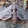 MOCHIMIGO profil fotoğrafı