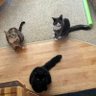 Kitty and the Muffins 🖤🧡🖤's profile picture