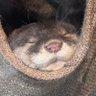 さんとす丸 的头像