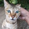 Rajat XOXO profil fotoğrafı