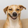 Profilbild von Hamilton