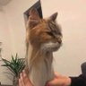 Фото профиля Kittyclacks
