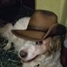Ceffyl Dŵr ζ's profile picture