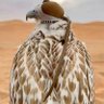 Ali Hamad's profile picture