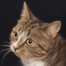 Sarcasmania profil fotoğrafı