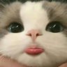 PP profil fotoğrafı