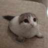 Profilbild von gatoo