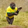 Chimpanzeiro☭🏳️‍🌈🏳️‍⚧️🇵🇸 🇰🇵 🇷🇺 🇻🇪 🇨🇳's profile picture