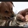 Toffee profil fotoğrafı