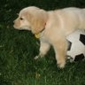 ILU|Bayleaf (🦭seal emoji) profil fotoğrafı