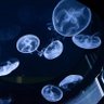 ドラドラ 的头像