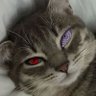 MS's profile picture