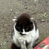 マカンカン 的头像