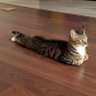 黑色喵 profil fotoğrafı