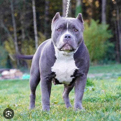 Mayhem 🐶's profile picture