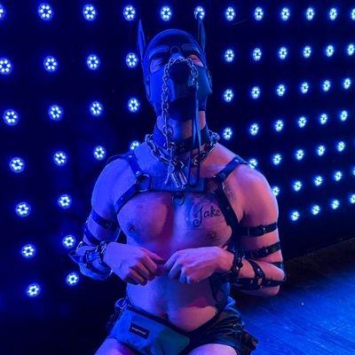 DogBoiBailey's profile picture
