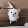 ukiyo_u's profile picture