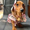 Anjing Sosis profil fotoğrafı