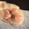 すなっち🐻🐻❄️🐘 的头像