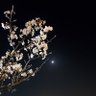 Фото профиля よこよこ