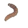 Profilbild von Lone_worm