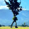 MigratoryTree ็ๅคดๅ