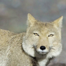 ArcticWolf 的头像