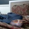 just one orange(and partially white) cat's profile picture