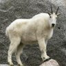 Profilbild von goat that spreads hate and negativity