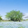 ネモフィラ🌼's profile picture