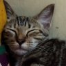 WijiL's profile picture