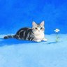 최호수 profil fotoğrafı