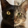 órfã de trêsgraças profil fotoğrafı