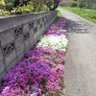 私がくれた木曜日 的头像