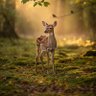 Фото профиля SoftDeer