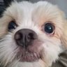 Фото профиля LatindoFatos 🐶