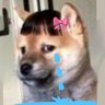 Profilbild von ᢉ𐭩 ᴛᴀɴɢᴍᴏ⋆𐙚 ̊. — ( lost )