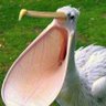 エンソ・ペリカンです 的头像